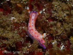 Image de Hypselodoris maculosa (Pease 1871)