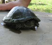 Image of Rough-footed Mud Turtle