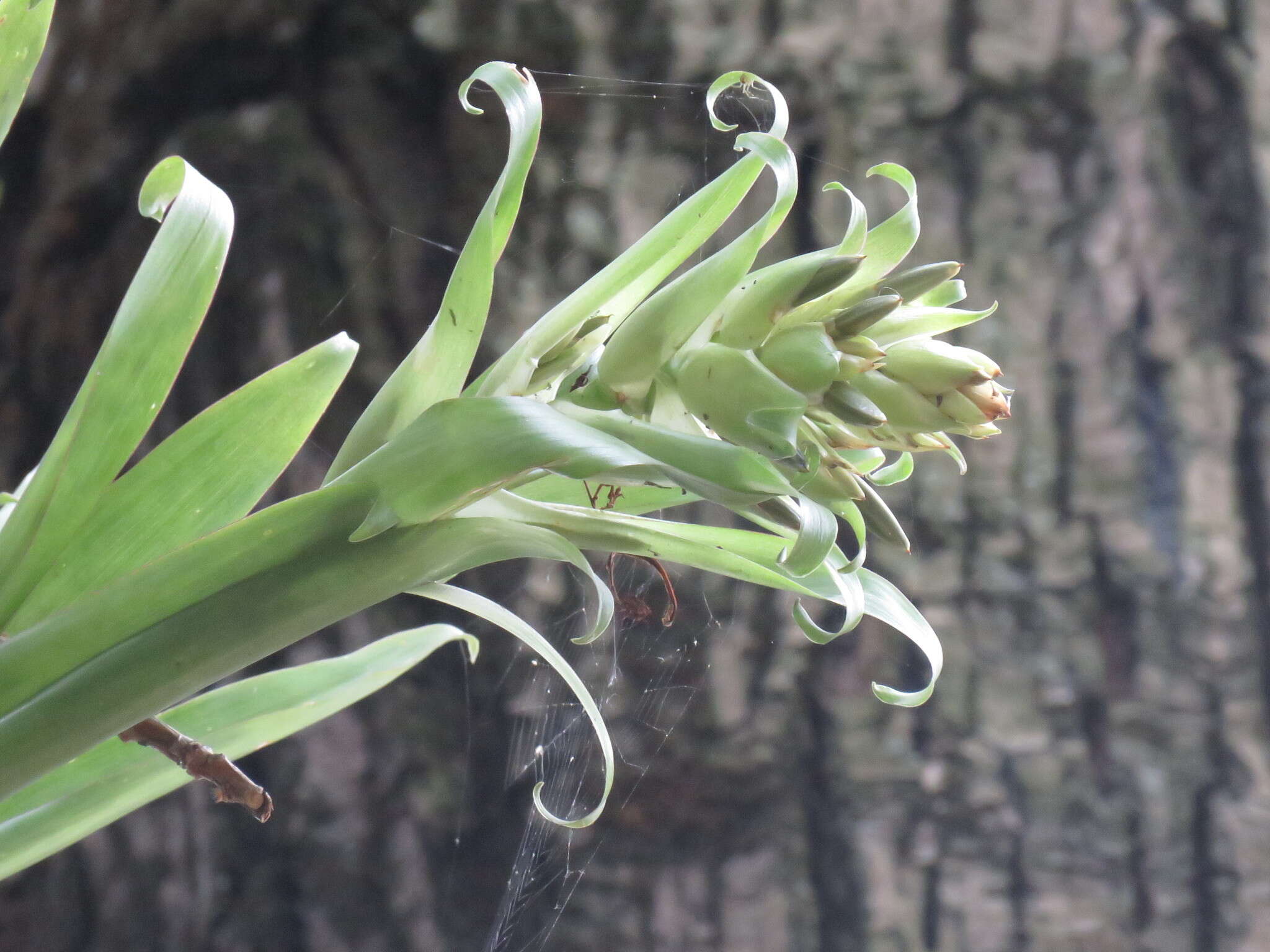 Tillandsia biflora Ruiz & Pav. resmi