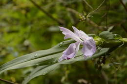 Image of Roscoea purpurea Sm.