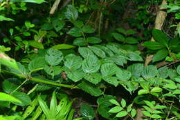 Image of Uncaria lanosa var. appendiculata (Benth.) Ridsdale