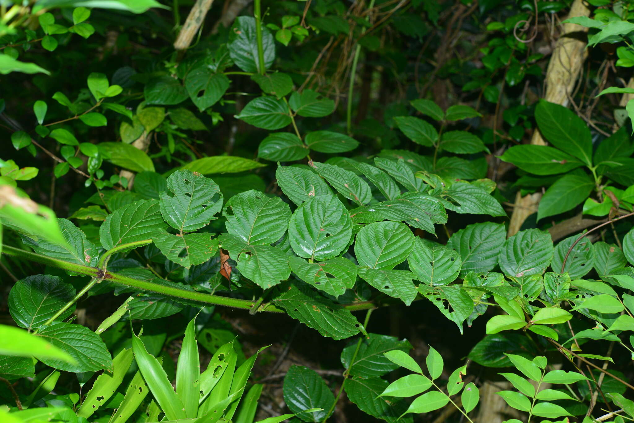 Image of Uncaria lanosa var. appendiculata (Benth.) Ridsdale