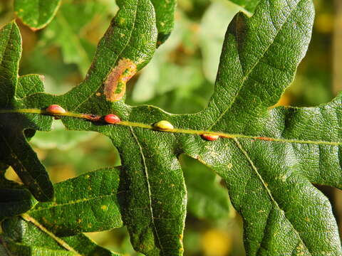 Image of <i>Pseudoneuroterus saliens</i>