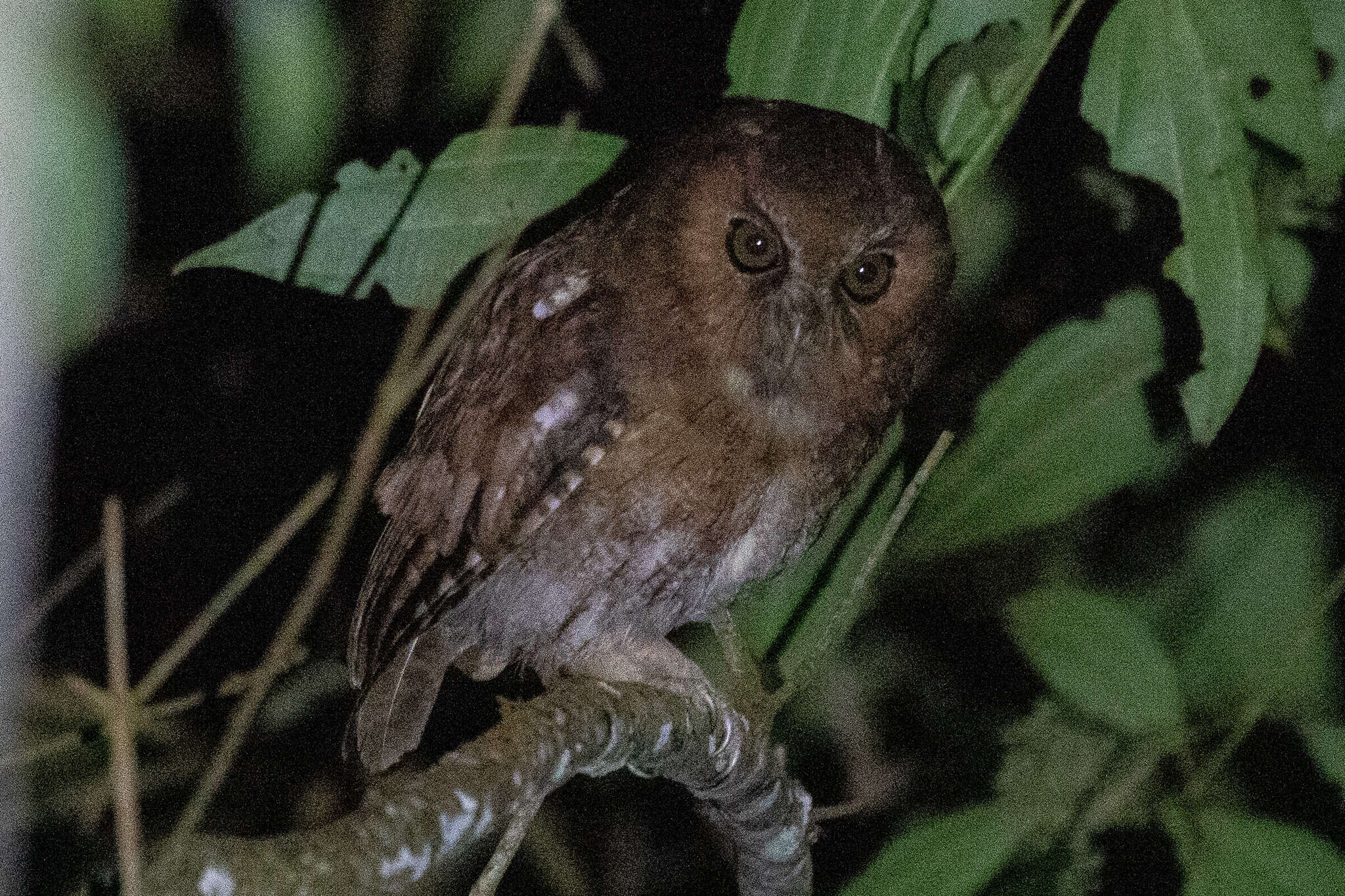 Image of Santa Marta Screech Owl