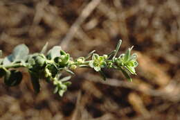 Image of Andrachne telephioides L.