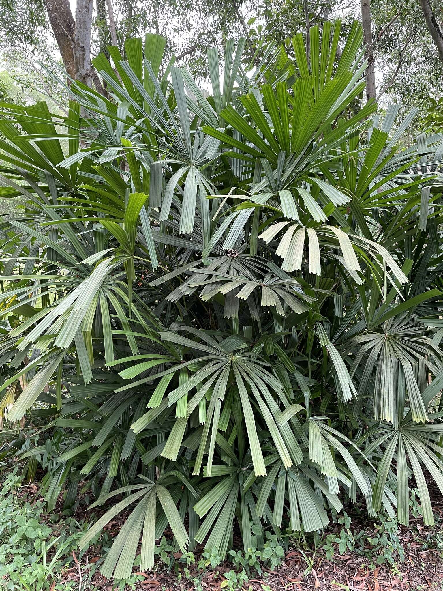 Image of Mangrove fan palm