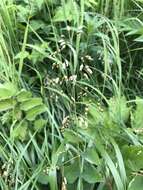 Image of Northern Sweet Vernal Grass