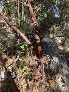 Image of Arctostaphylos tomentosa subsp. hebeclada (DC.) V. T. Parker, M. C. Vasey & J. E. Keeley