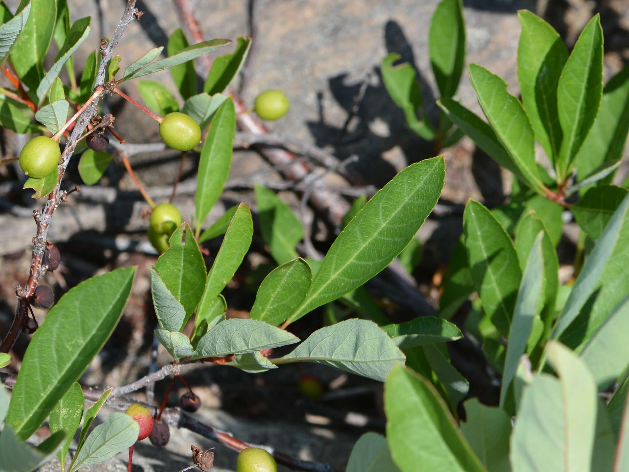 <i>Prunus pumila</i> var. <i>depressa</i> resmi