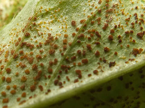 Image of Puccinia punctiformis (F. Strauss) Röhl. 1813