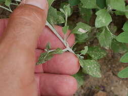 Image of Vernonia arabica F. G. Davies