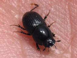 Image of Otophorus