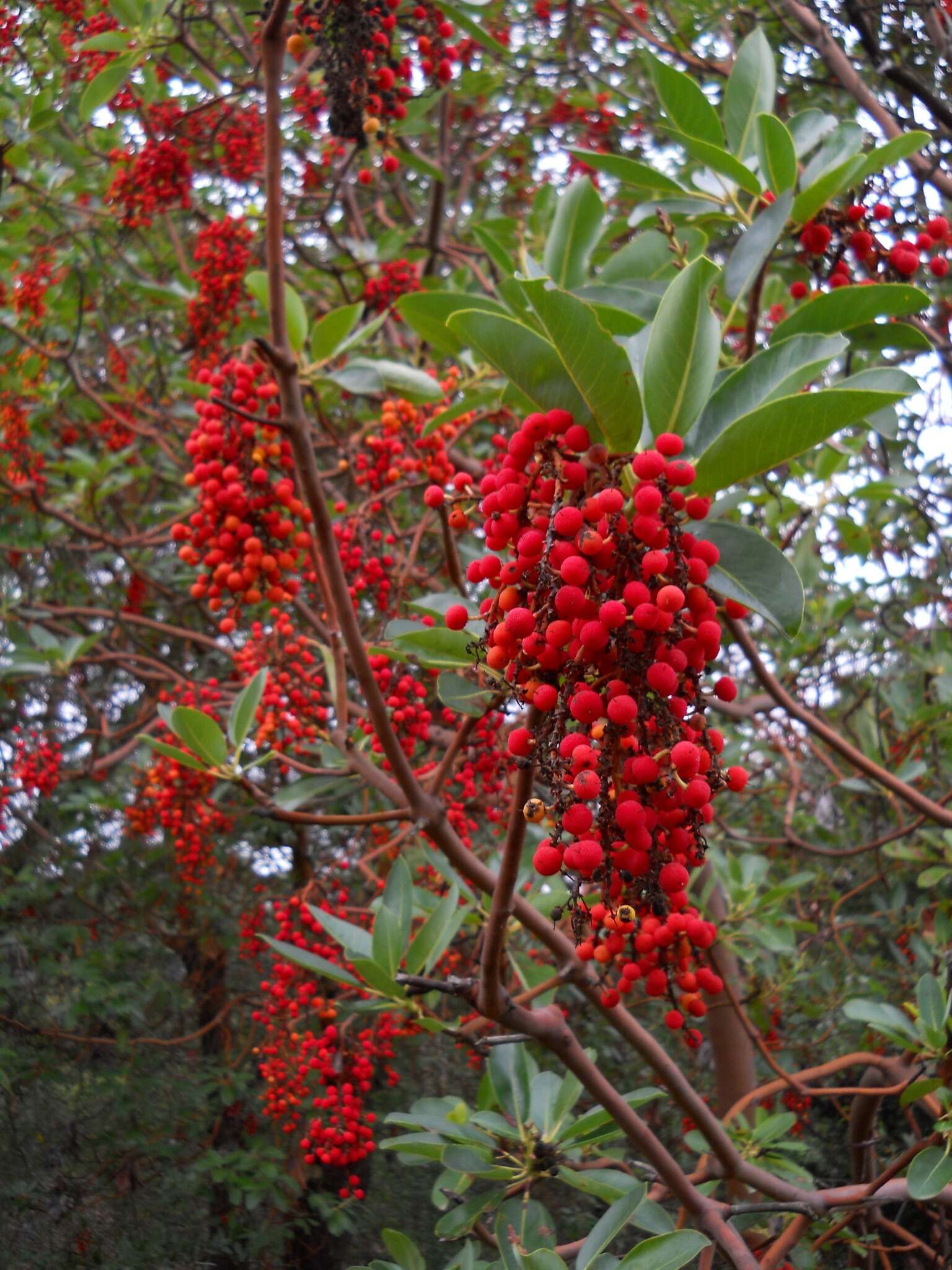 Image of Pacific madrone