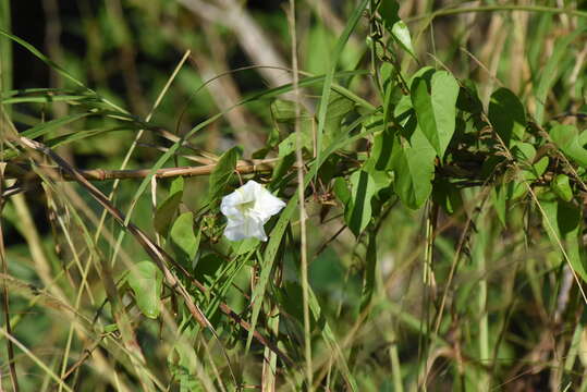 Image of Moonflower or moon vine