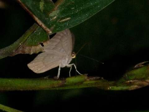 Image of Eurybia pergaea Geyer 1832