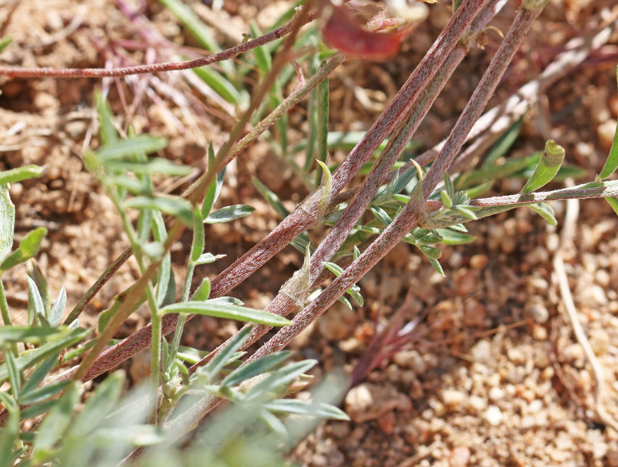 Sivun Astragalus humistratus var. humivagans (Rydb.) Barneby kuva