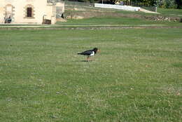 Image of Australian Pied Oystercatcher