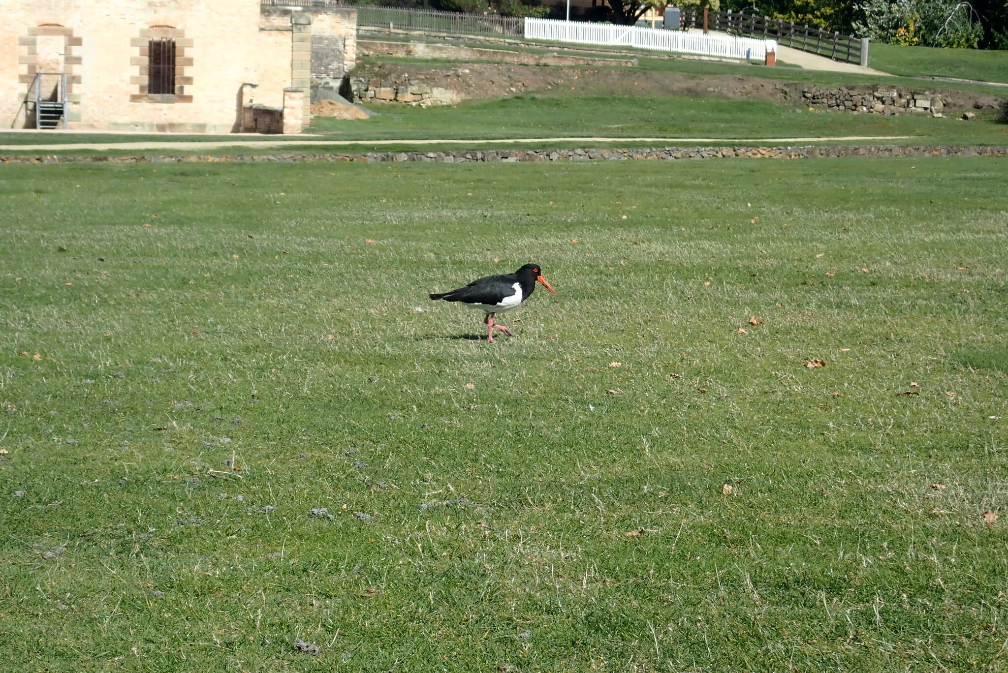 Image of Australian Pied Oystercatcher