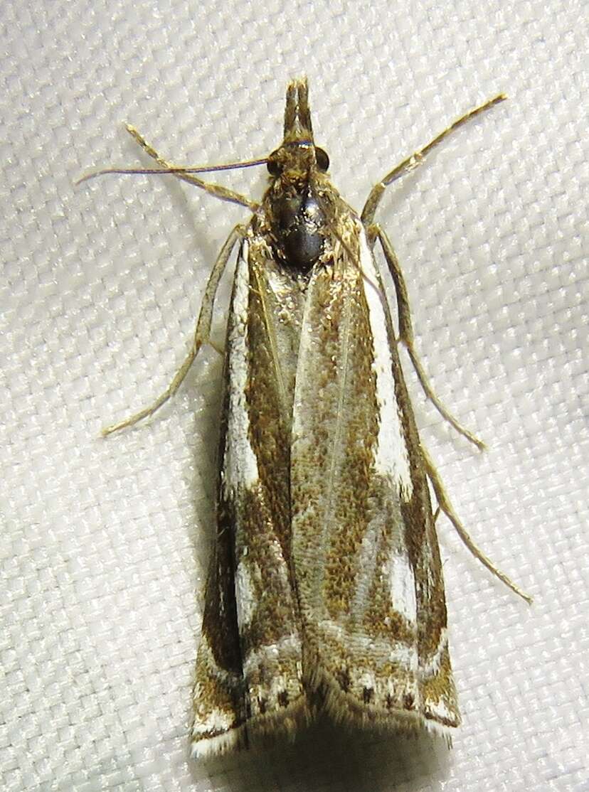 Image of Crambus heringiellus Herrich-Schäffer 1949