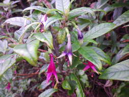 Image of New Zealand fuchsia