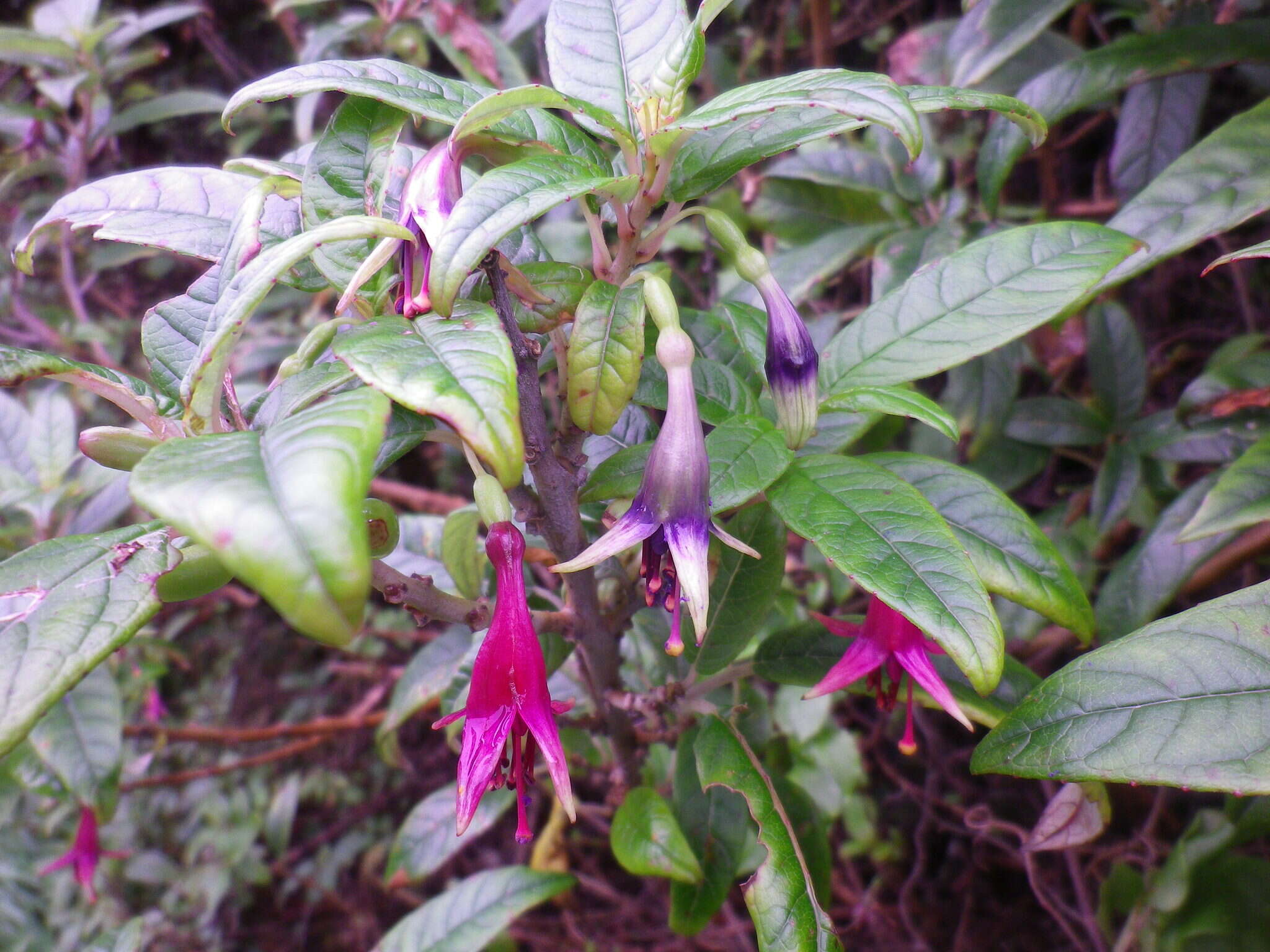 Image of New Zealand fuchsia