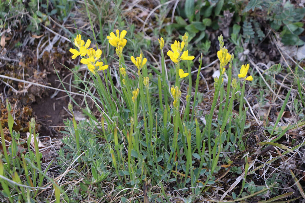 Слика од Genista sagittalis L.