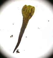 Image of Roth's andreaea moss