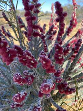 Image of Hemiphora elderi (F. Muell.) F. Muell.