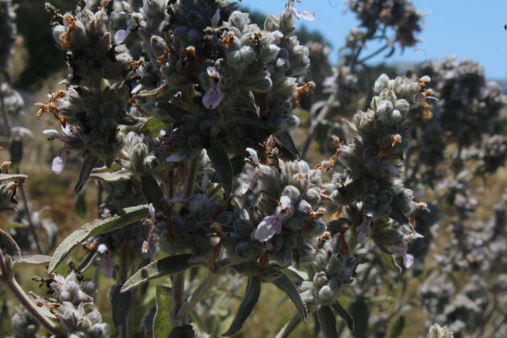 Image of Stachys viticina Boiss.