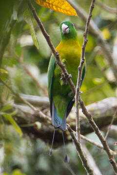 Image of Yellow-breasted Racket-tail