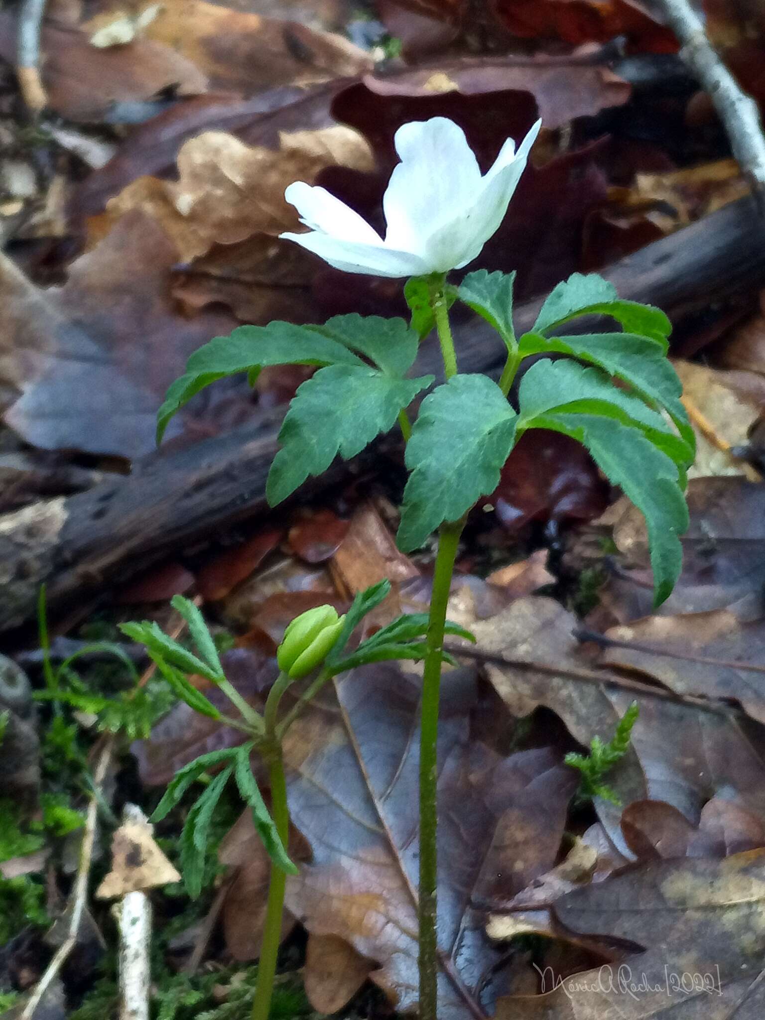 صورة Anemone trifolia subsp. albida (Mariz) Ulbr.