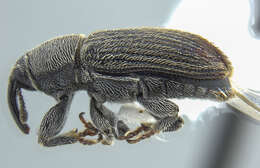 Image of Weevil