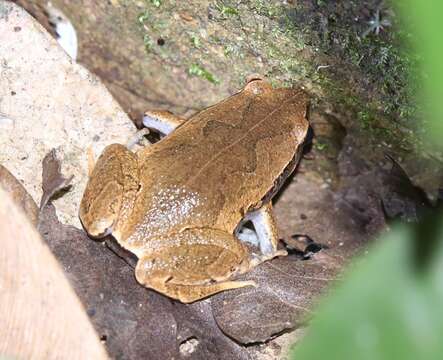 Image of Bleating Frogs