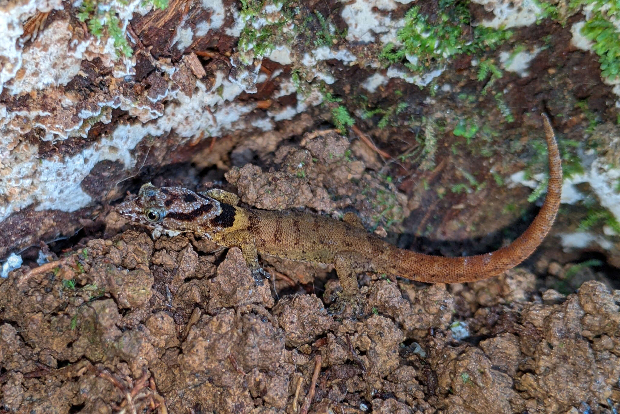 Sphaerodactylus microlepis Reinhardt & Lütken 1862的圖片