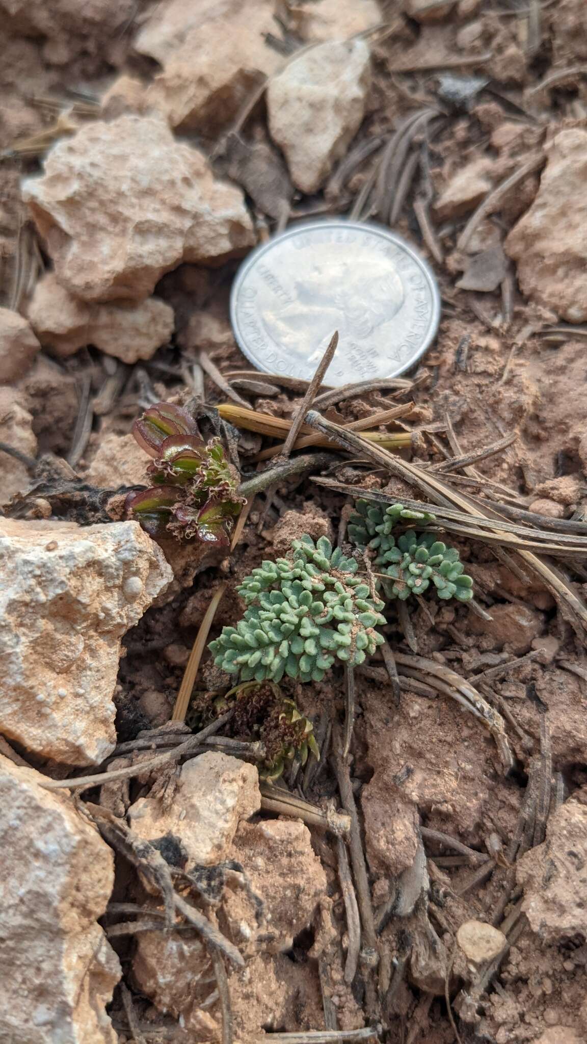 Image of Cedar Breaks springparsley