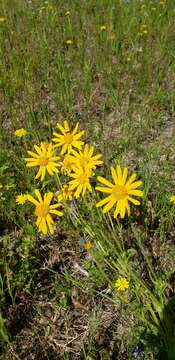 Image of narrowleaf arnica