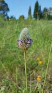 Image de Dalea sericea Lag.