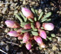 Image of Yosemite bitterroot