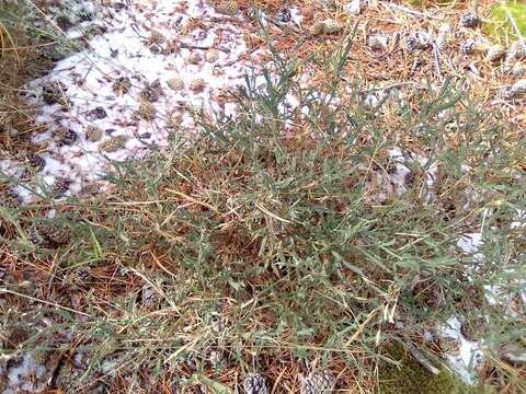 Image of Genista tridentata L.