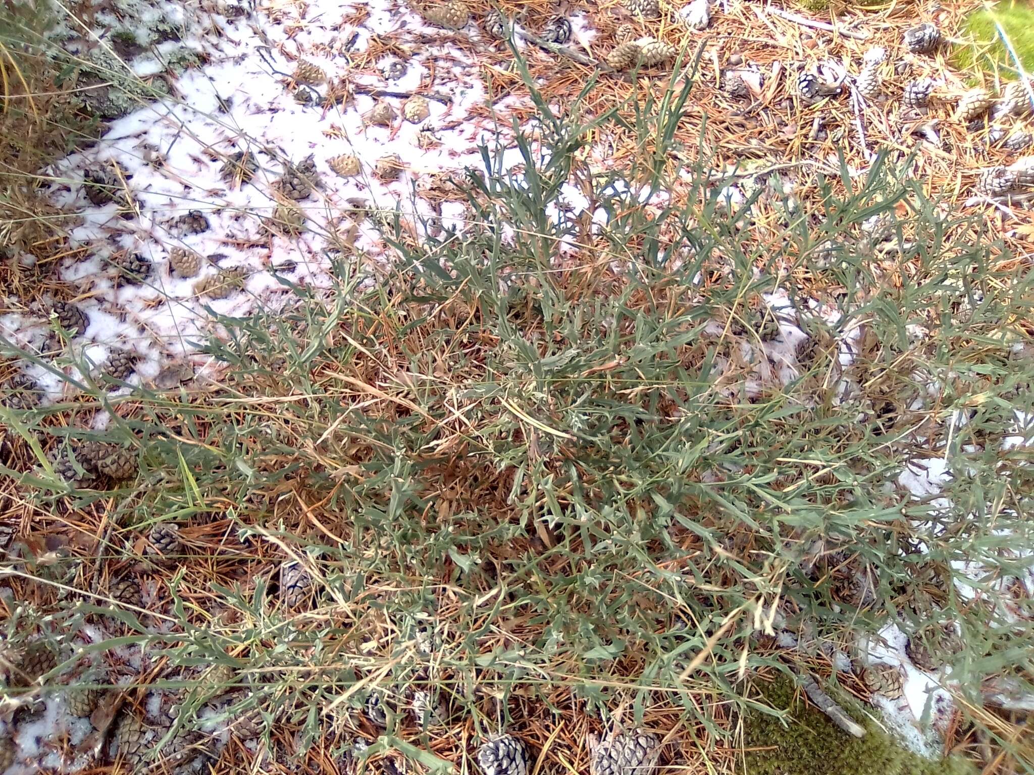 Genista tridentata L.的圖片