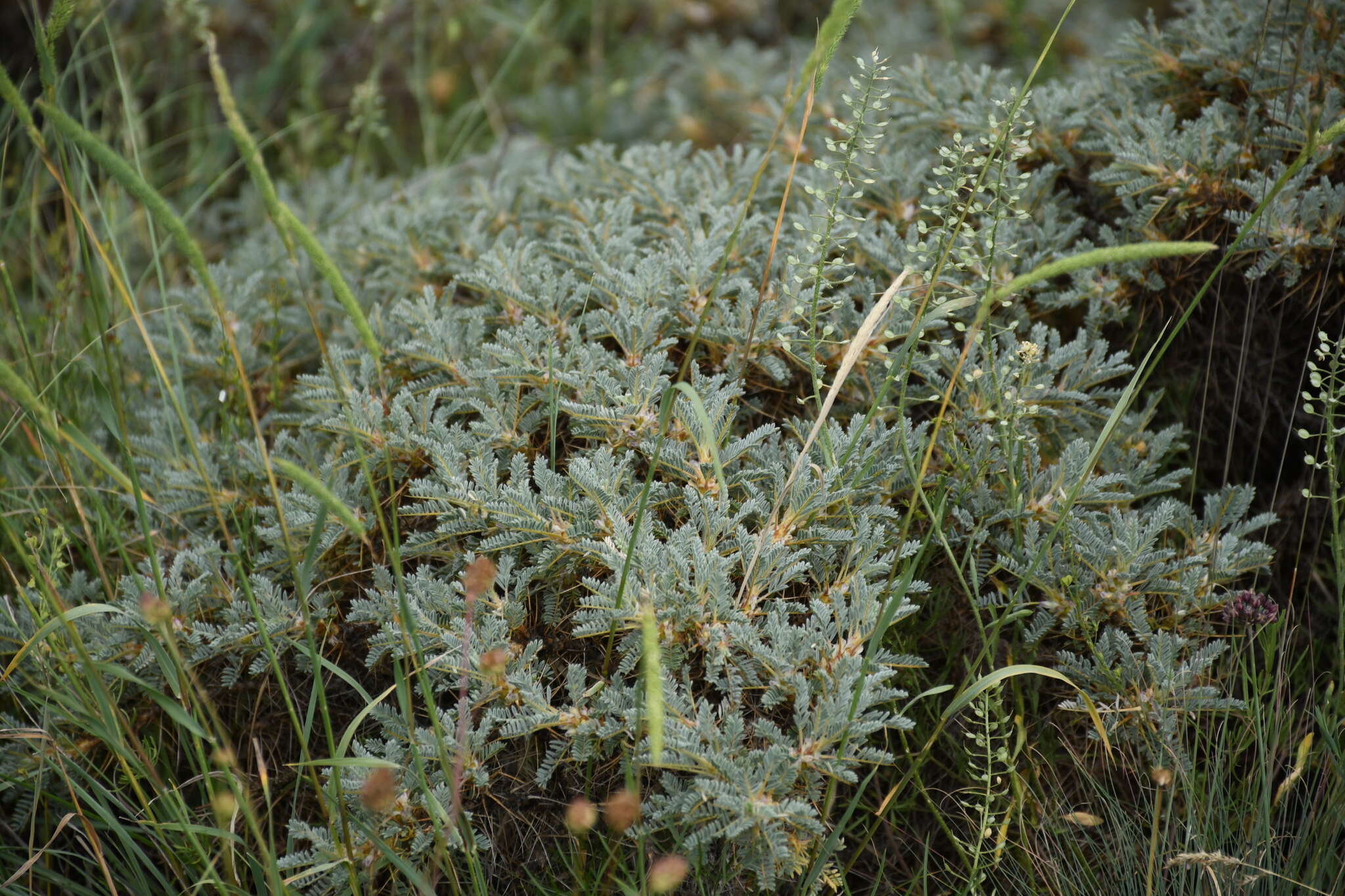 Sivun Astragalus caucasicus Pall. kuva