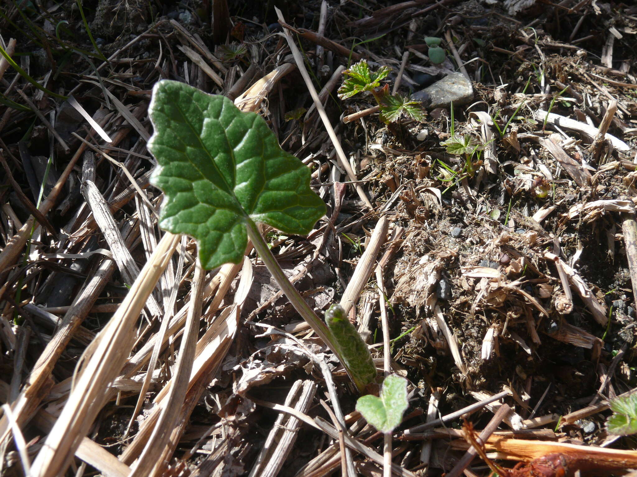 Image of arctic sweet coltsfoot