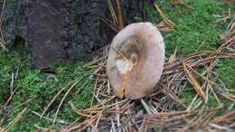 Image of Lactarius deliciosus (L.) Gray