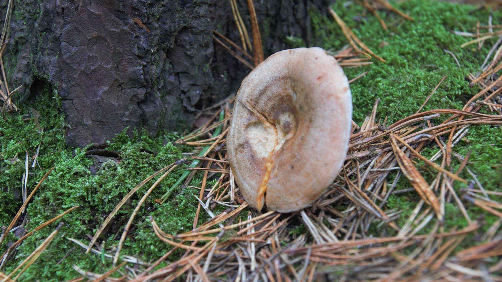 Image of Lactarius deliciosus (L.) Gray