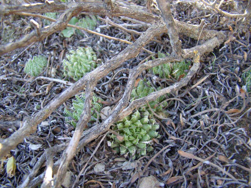 Image of Haworthia herbacea var. herbacea