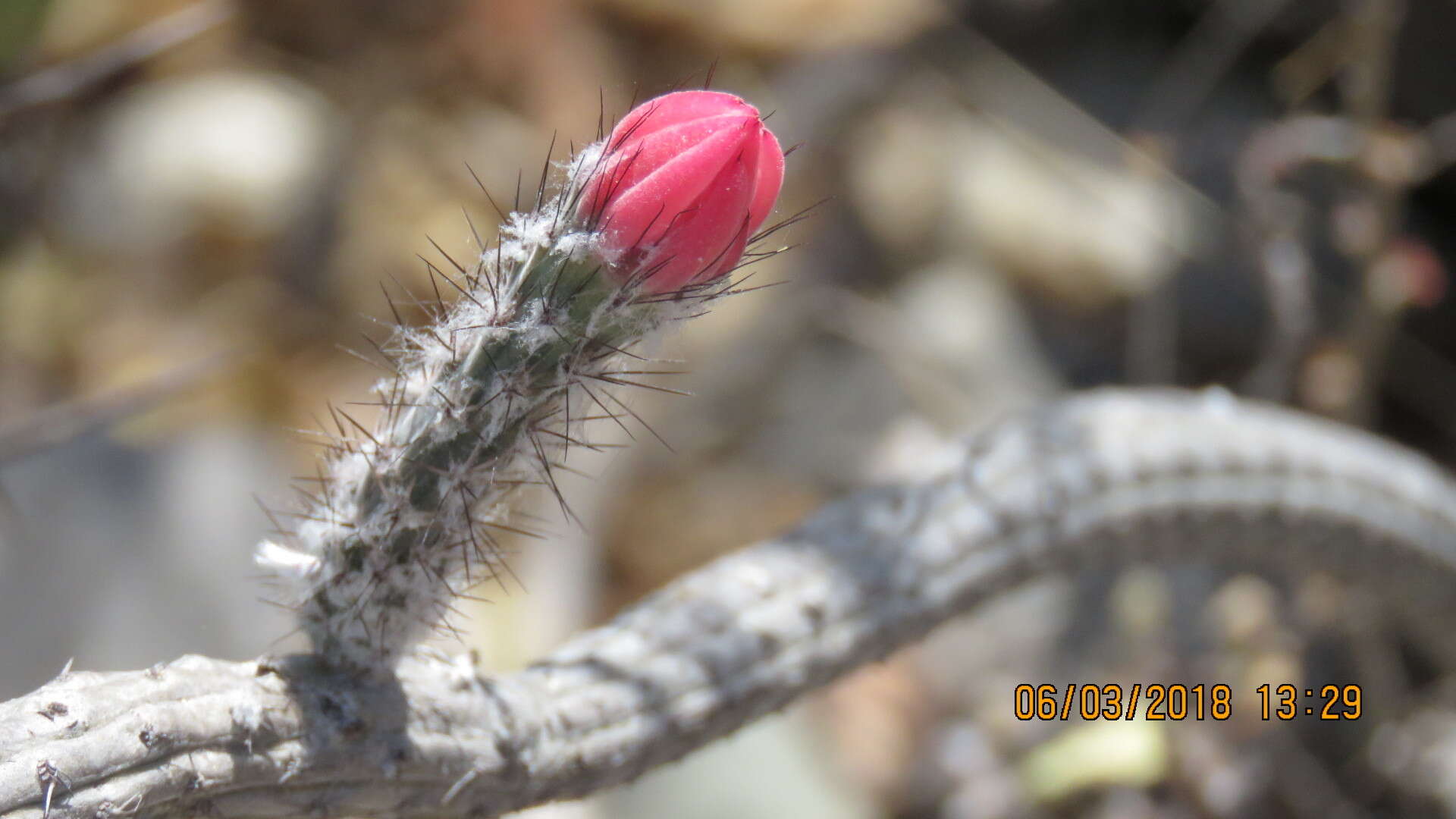 Image of Peniocereus viperinus (F. A. C. Weber) Buxb.