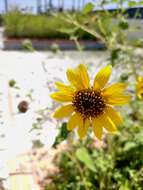 Image of cucumberleaf sunflower