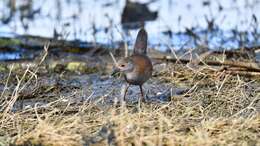 Image of Spotless Crake