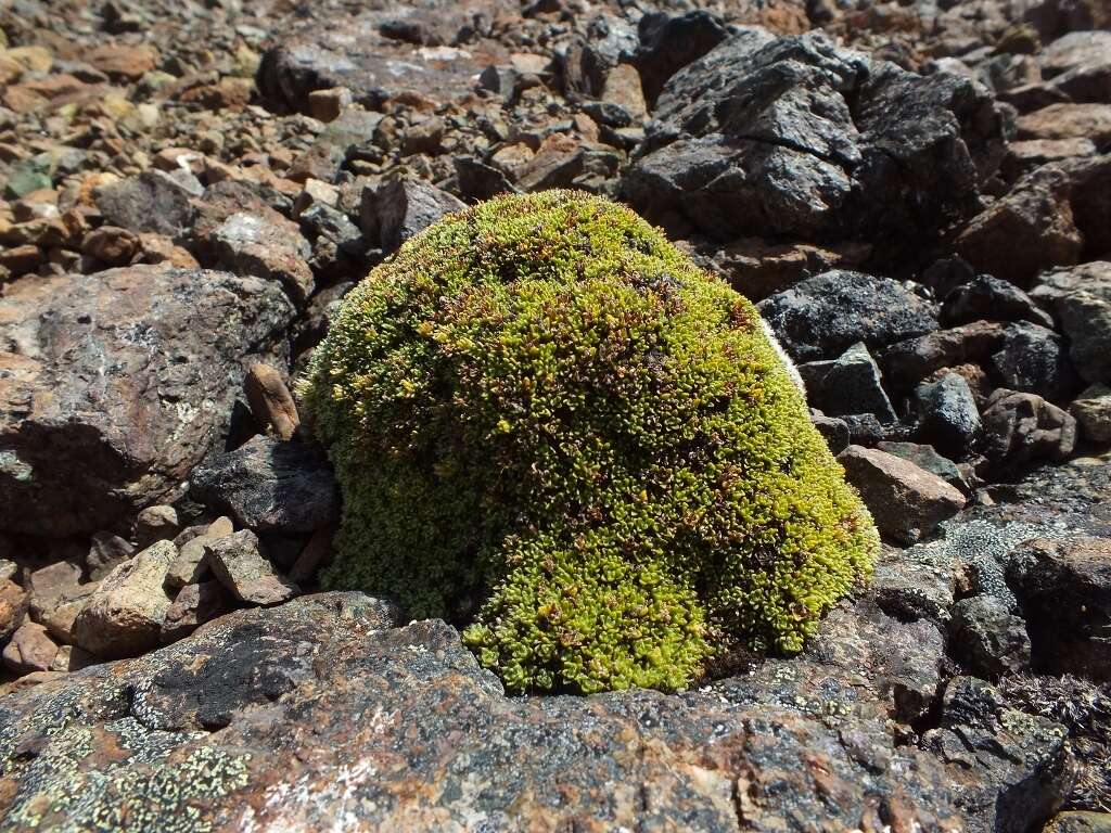 Image of Veronica ciliolata subsp. fiordensis (Ashwin) Meudt