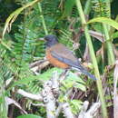 Image of Izu Thrush